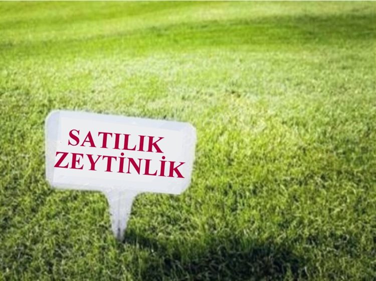 Kavacık’ta 6 Dönüm Zeytinlik Tarla Satılık!